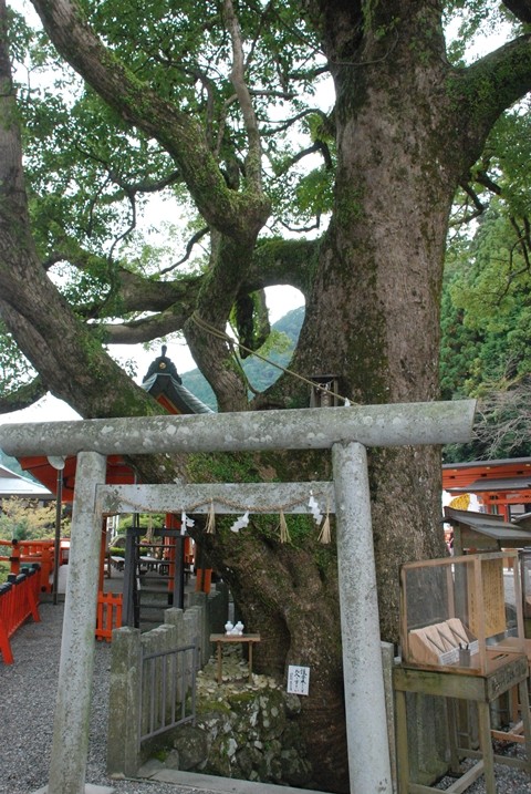 熊野那智大社的必看特色之三：樹齡約850年的御神木「大楠」，穿過巨大的樹洞